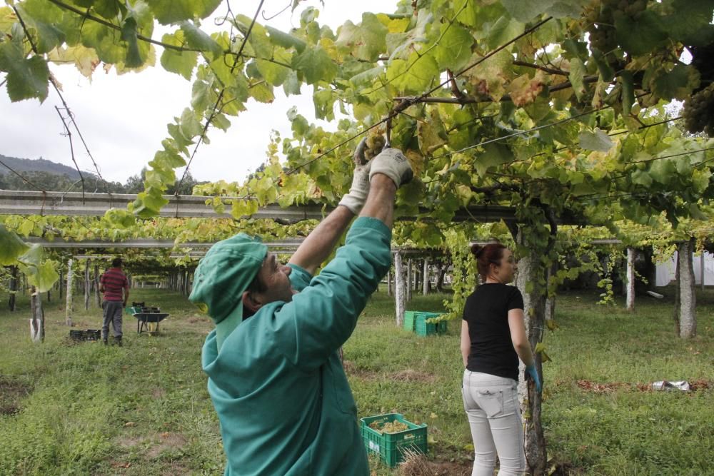 La comarca se sumerge en la primera vendimia cuyo vino contará con su propio sello de calidad