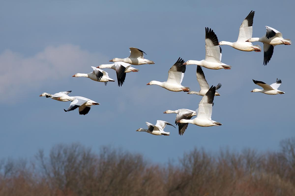 Aves migratorias en vuelo