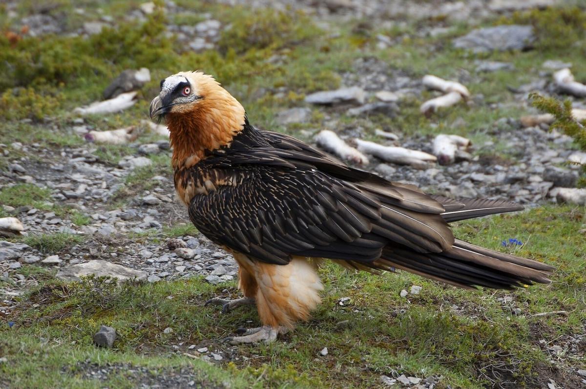 Quebrantahuesos reintroducido en el parque nacional de los Picos de Europa.