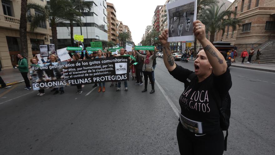 Los animalistas se manifiestan en Alicante para exigir un Plan de Gestión de Colonias Felinas