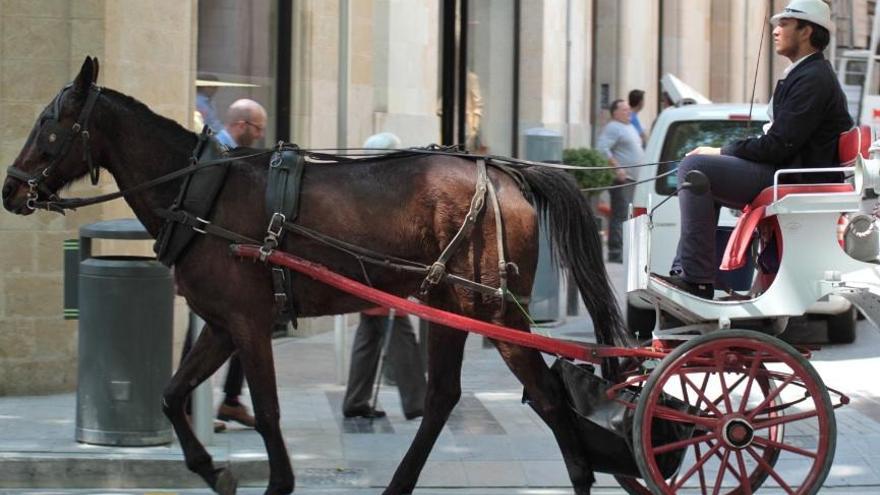 Die neue Stadtregierung würde Palmas Pferdekutschen gerne durch Elektroautos ersetzen.