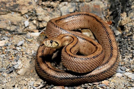 Die Rhinechis scalaris kam vermutlich in Olivenbäumen versteckt nach Mallorca. Sie klettert häufig auf Bäume und ernährt sich unter anderem von Vögeln. Das stufenartige Muster der Jungtiere gibt der Treppennatter ihren Namen. Erwachsene Tiere sind braun mit zwei Streifen. Sie ist weniger verbreitet als die Hufeisennatter. Wikicommons