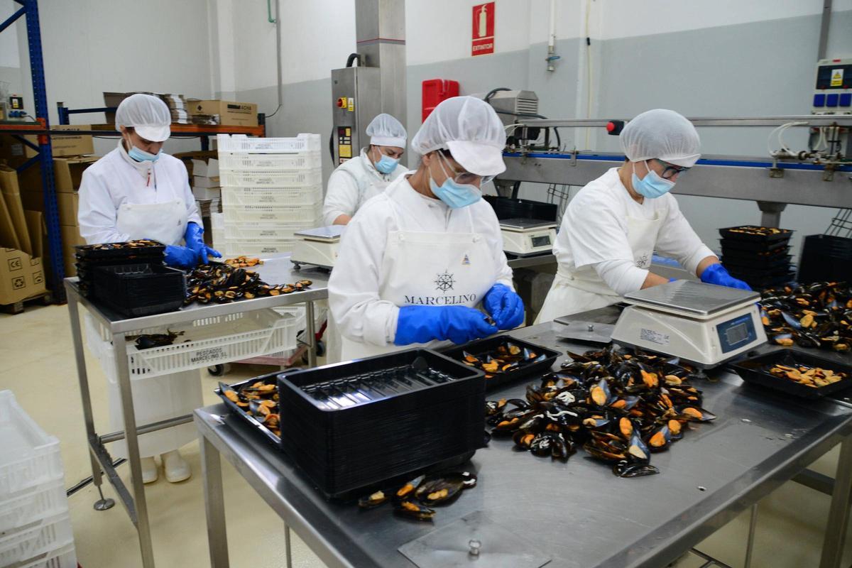 Visita a las instalaciones de Pescados Marcelino, una empresa con más de medio siglo de historia en el puerto de Aldán Visita a las instalaciones de Pescados Marcelino, una empresa con más de medio siglo de historia en el puerto de Aldán