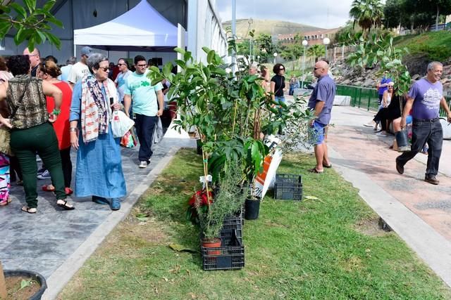 II Feria del Aguacate en Arguineguín