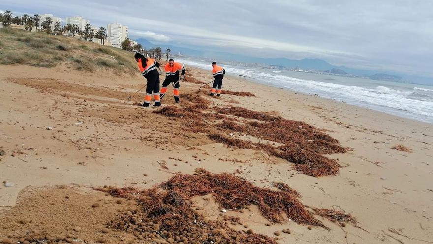 Operarios de UTE Alicante limpian las playas del municipio de algas.