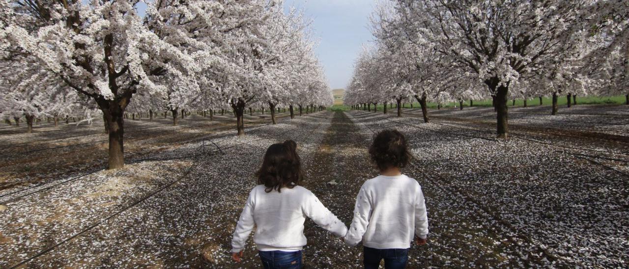 El almendro es el cultivo que más ha avanzado en la  última década en los campos de la provincia de Córdoba.