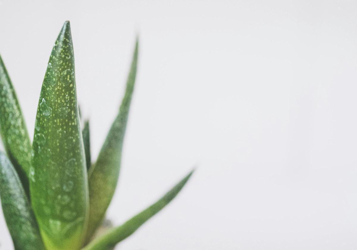 Aloe Vera.