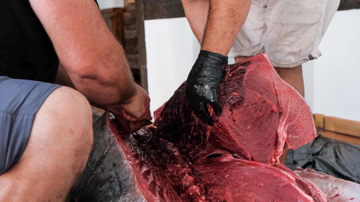 Toni March, pescador de Ibiza, captura un atún de 320 kilos