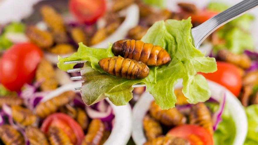 El insecto de gusano o crisalis, considerado una buena fuente de proteínas.