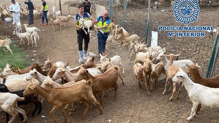 Detienen en Málaga a cuatro personas por el robo de 400 cabezas de ganado