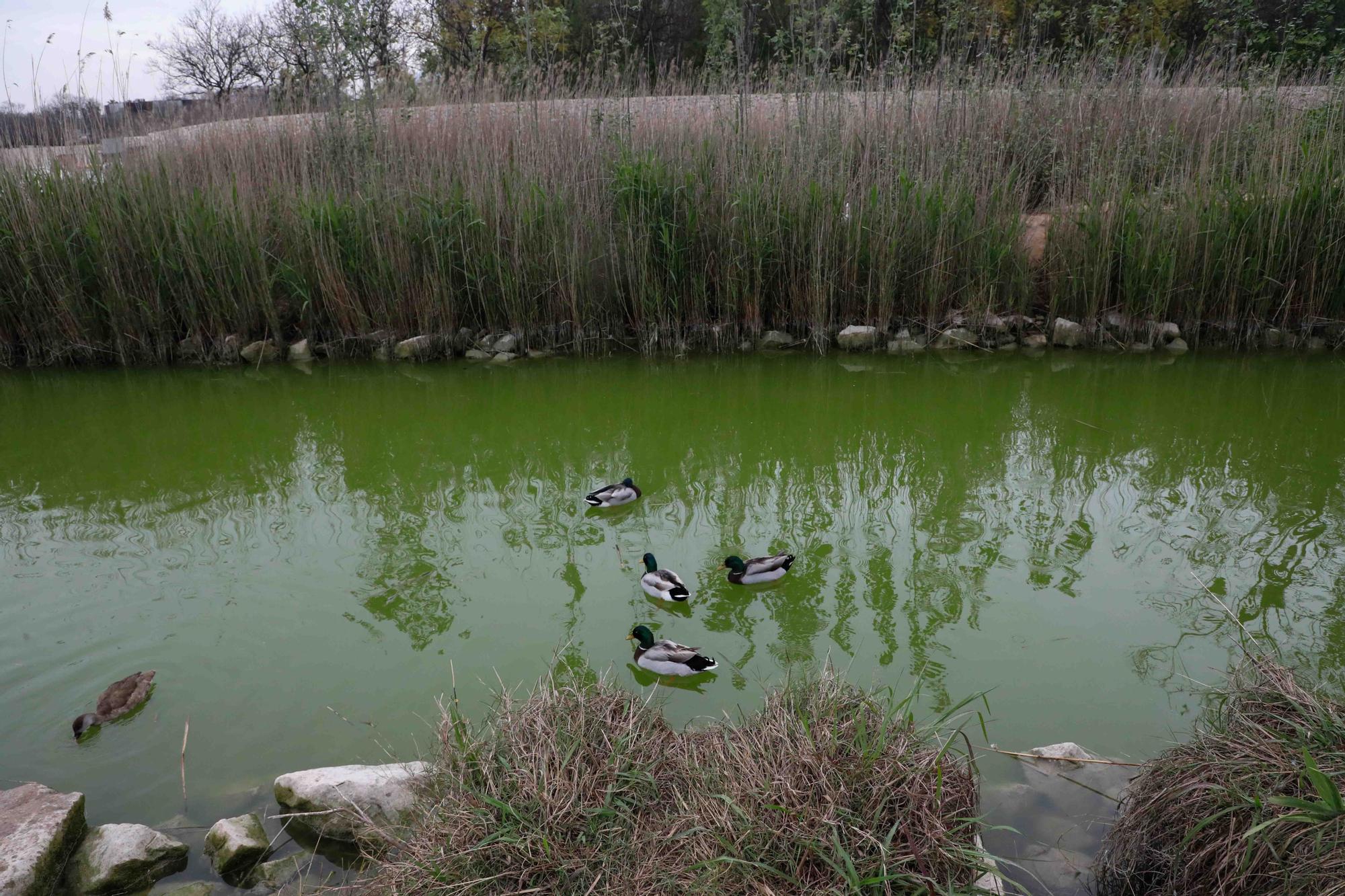 Agua teñida de verde en el Parque de Cabecera