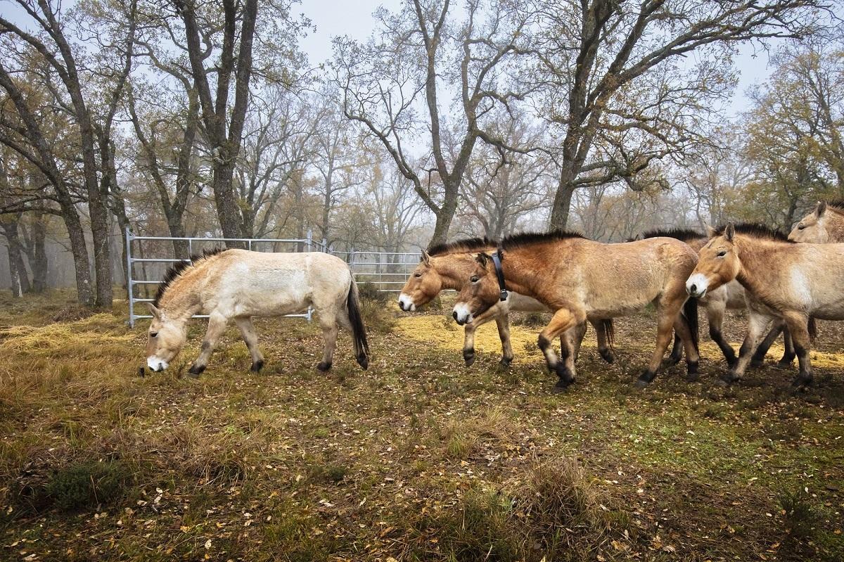 Los caballos viven actualmente en una zona delimitada