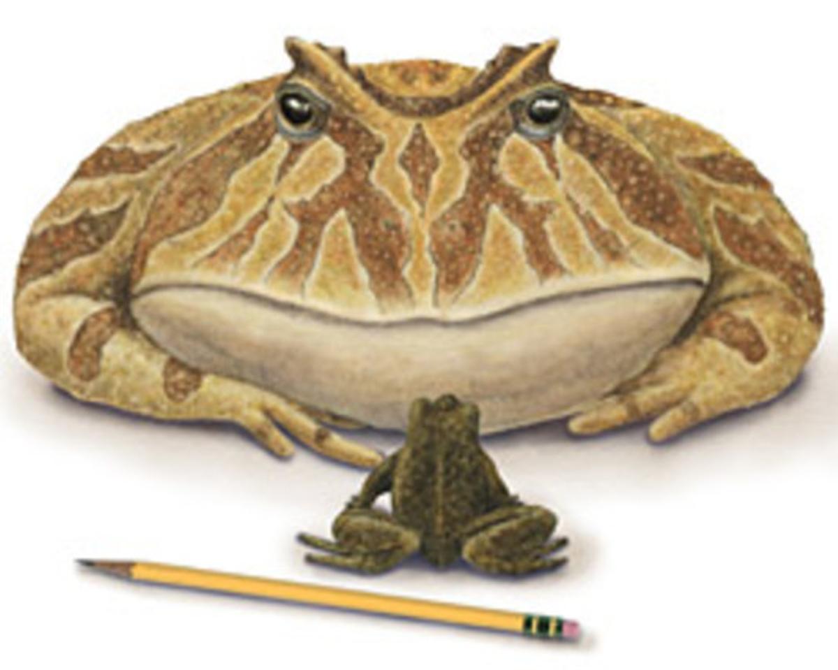 El ’Beelzebufo ampigna’, comparat amb l’actual gripau més gran de Madagascar, i un llapis. El ’Beelzebufo ampigna’, comparat amb l’actual gripau més gran de Madagascar, i un llapis.