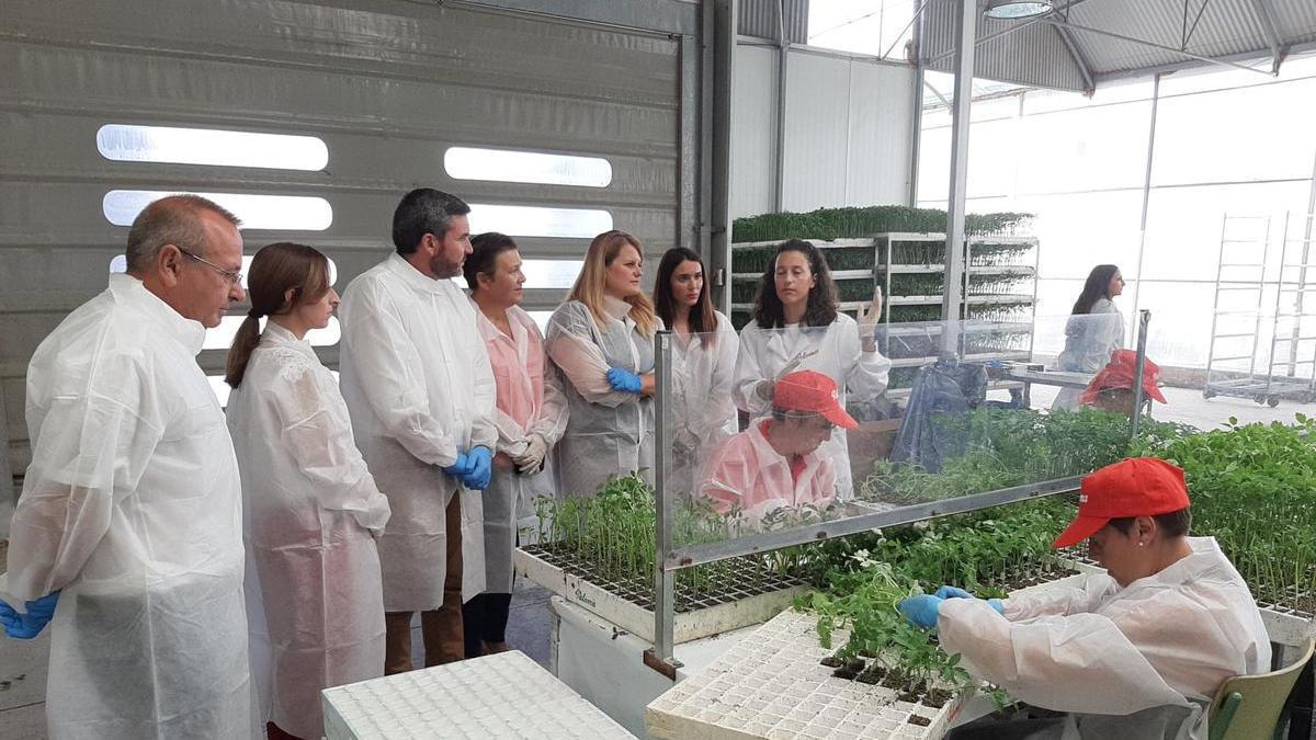 El consejero Antonio Luengo, durante su visita a los semilleros de Grupo Paloma en Mazarrón.