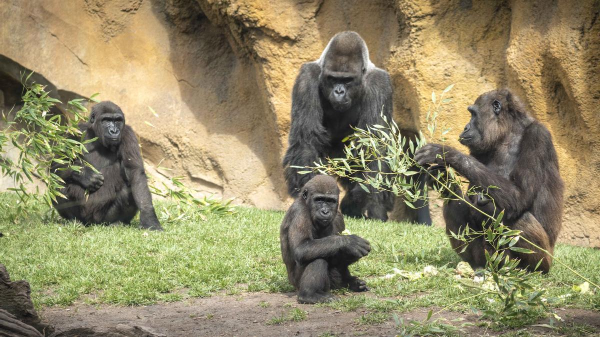 La familia de gorilas en Bioparc València.