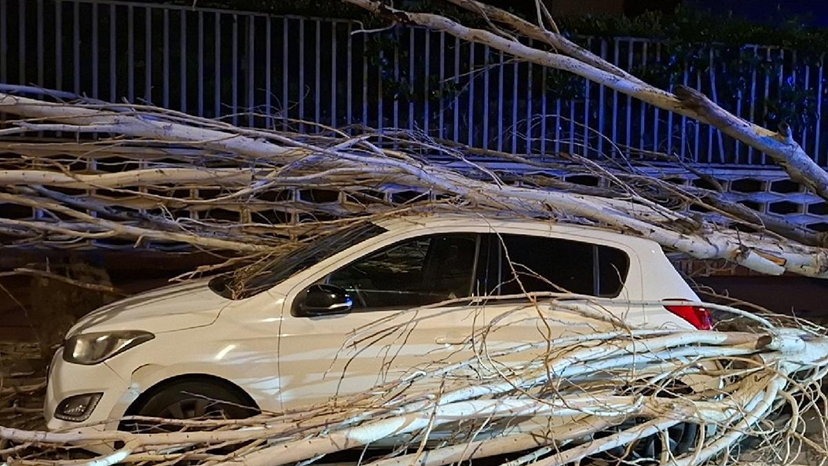 Árbol caído sobre un coche en Vilassar de Mar