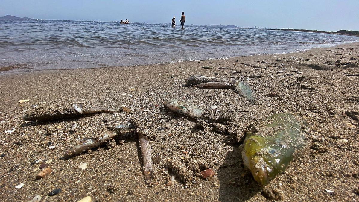 Peces muertos en
el Mar Menor en
agosto.  IVÁN URQUÍZAR