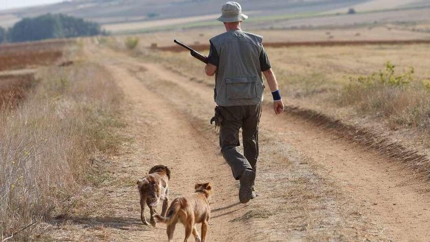 Un cazador camina acompañado de dos perros por una campiña.