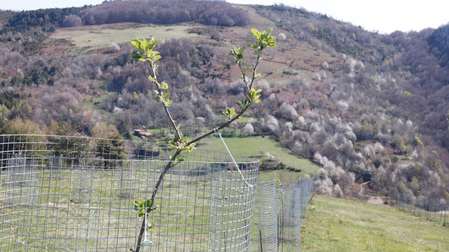 Planten 250 pomeres de muntanya a Rocabruna en una prova per recuperar varietats autòctones resistents a la sequera