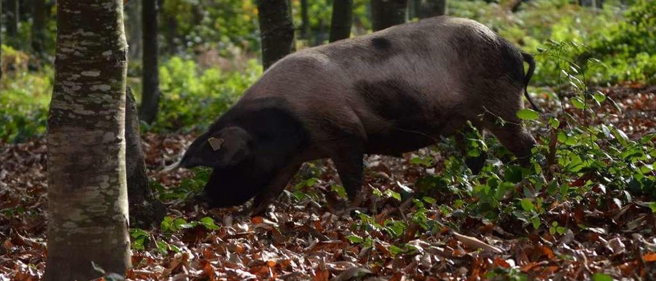 Un ejemplar de porco celta, en un bosque gallego //asoporcel