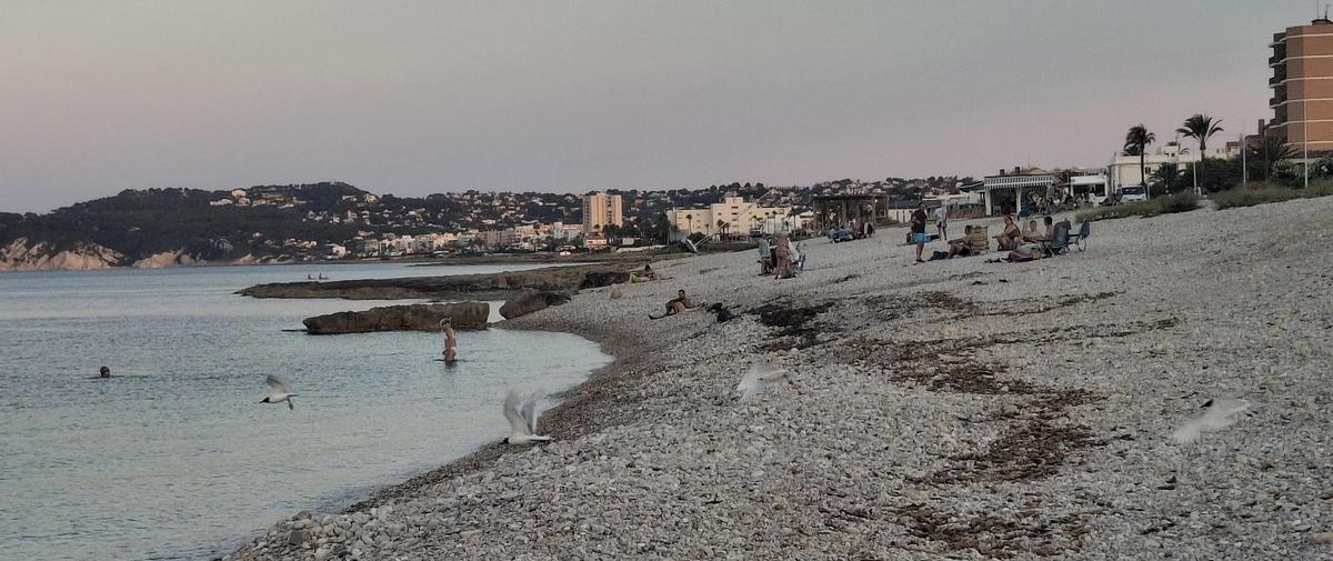 Las gaviotas cabecinegras alzan el vuelo en el Primer Muntanyar de Xàbia