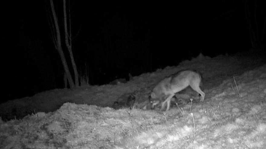 Un lobo causa estragos en un pueblo de Quirós y lo cazan "in fraganti" con una cámara: "Cada vez se atreven más a acercarse"