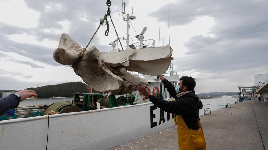 Un arrastrero captura restos óseos de un cráneo de ballena a veinte millas de la costa