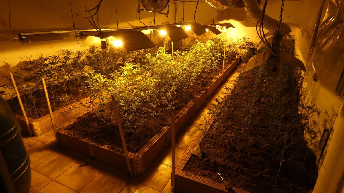 La plantació de marihuana que hi havia a l&#039;interior de la casa de Vilamalla