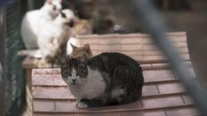 Badalona crearà el seu primer refugi municipal de gats