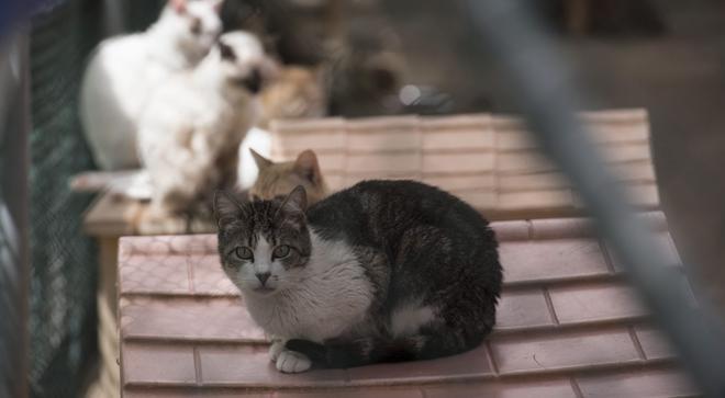 Badalona crearà el seu primer refugi municipal de gats