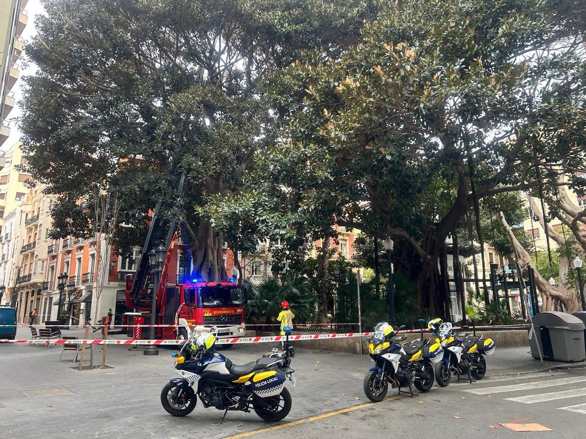 Los bomberos de Alicante actuan en la zona ante un incidente en el ficus detectado en una revisión