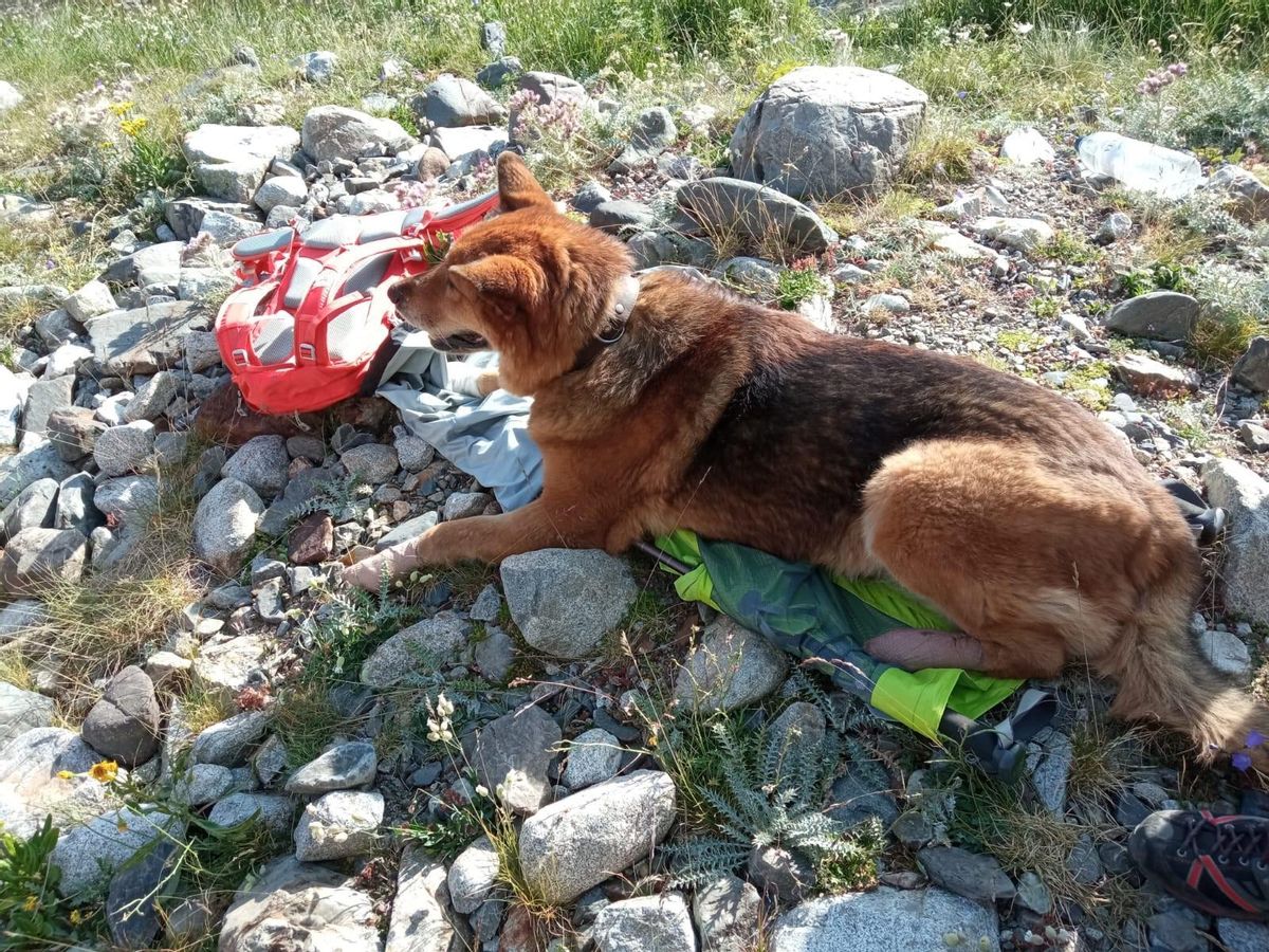 Perro rescatado de Ibones Azules