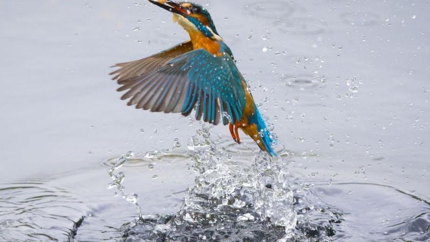 L’avifauna disminueix un 17%  en terrenys de pasturatge al país