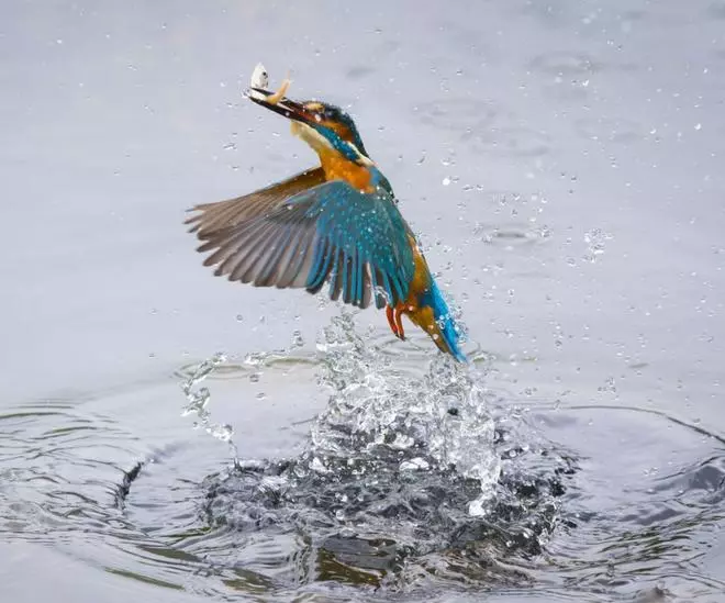 L’avifauna disminueix un 17% en terrenys de pasturatge al país