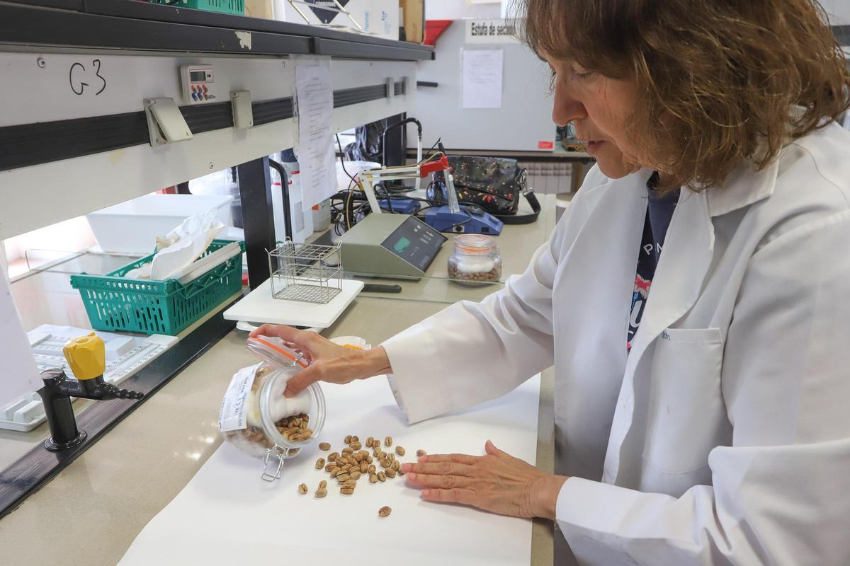 Una investigación universitaria sobre palmeras.
