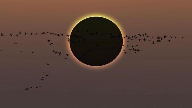 Migratory birds flying in the sky with Solar Eclipse at amazing sunset