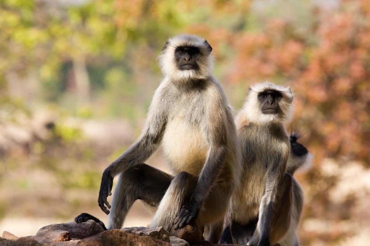 Los langures (principalmente el langur gris o de Hanuman) son primates emblemáticos de la India. Se avistan frecuentemente durante safaris en la selva, a menudo encaramados en los árboles o cerca de los templos, compartiendo hábitat con tigres y leopardos