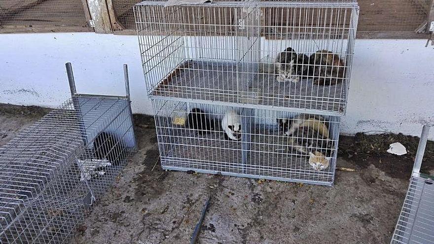 Los gatos capturados en Merza, enjaulados en el Campo da Feira.