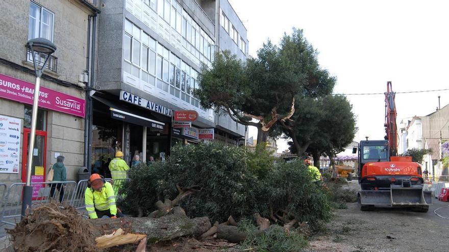 Retiran seis acacias negras de la Avenida do Parque en Silleda y plantan árboles con sello Galicia Calidade