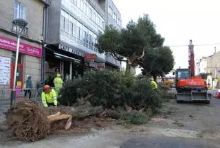 Retiran seis acacias negras de la Avenida do Parque en Silleda y plantan árboles con sello Galicia Calidade