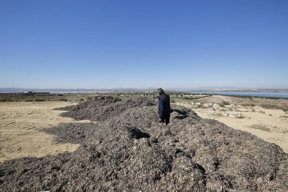 La explanada del parque del Mirador de la Casilla se ha convertido en un secadero de algas de la playa. La acumulación se realiza para facilitar el transporte posterior y rebajar el peso