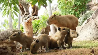 Capibaras: la familia crece en Tenerife