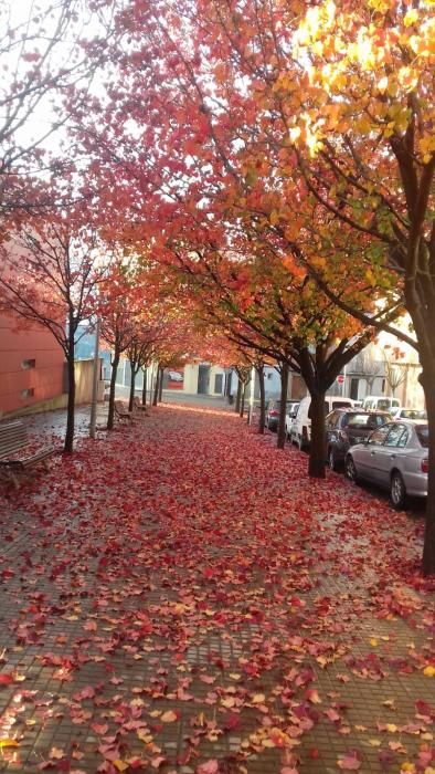 Catifa. A prop del carrer de Santa Clara (Manresa), hem vist com a aquests arbres els queien les fulles i deixaven una bonica catifa de colors.