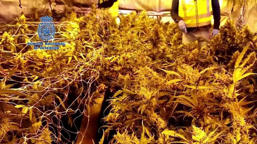 Descobreixen més de 1.000 plantes i 33 quilos de cabdells de marihuana en xalets de Lloret i Riudarenes