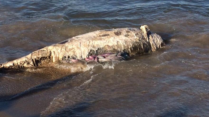 Un delfín muerto de 200 kilos llega hasta Urbanova