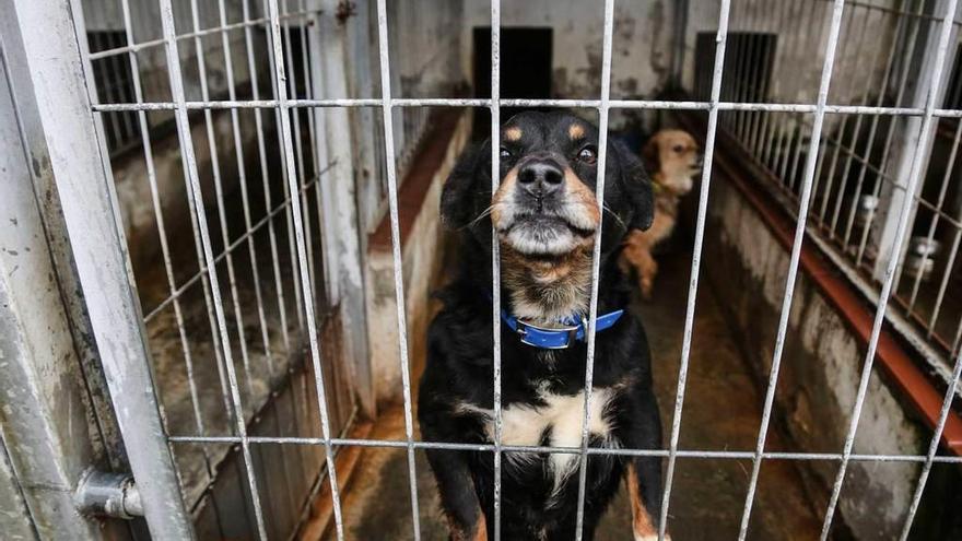 La perrera intensifica la campaña de adopción y encuentra hogar a 50 perros  - La Nueva España