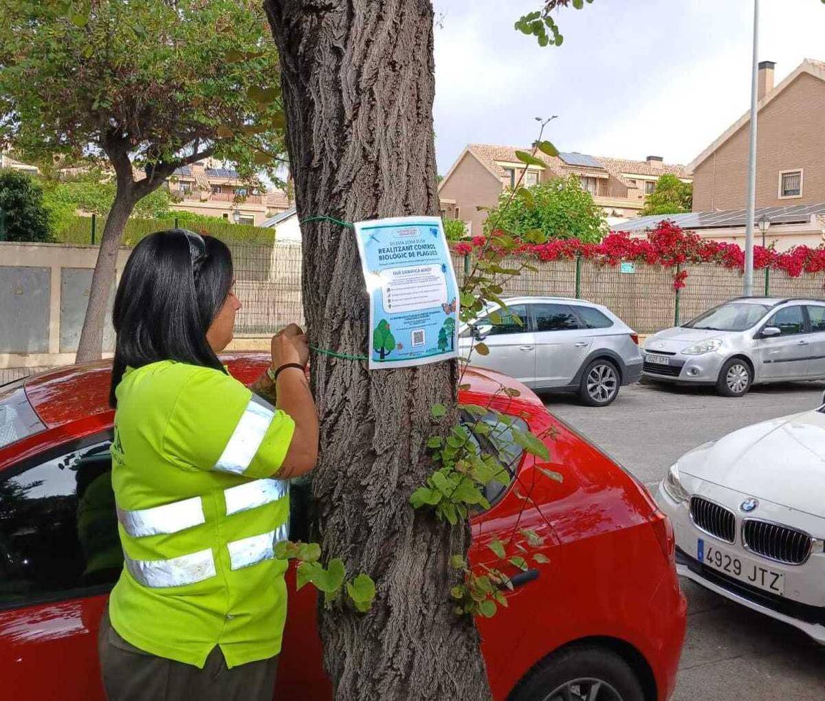 Cartel informativo en un árbol de Sant Joan