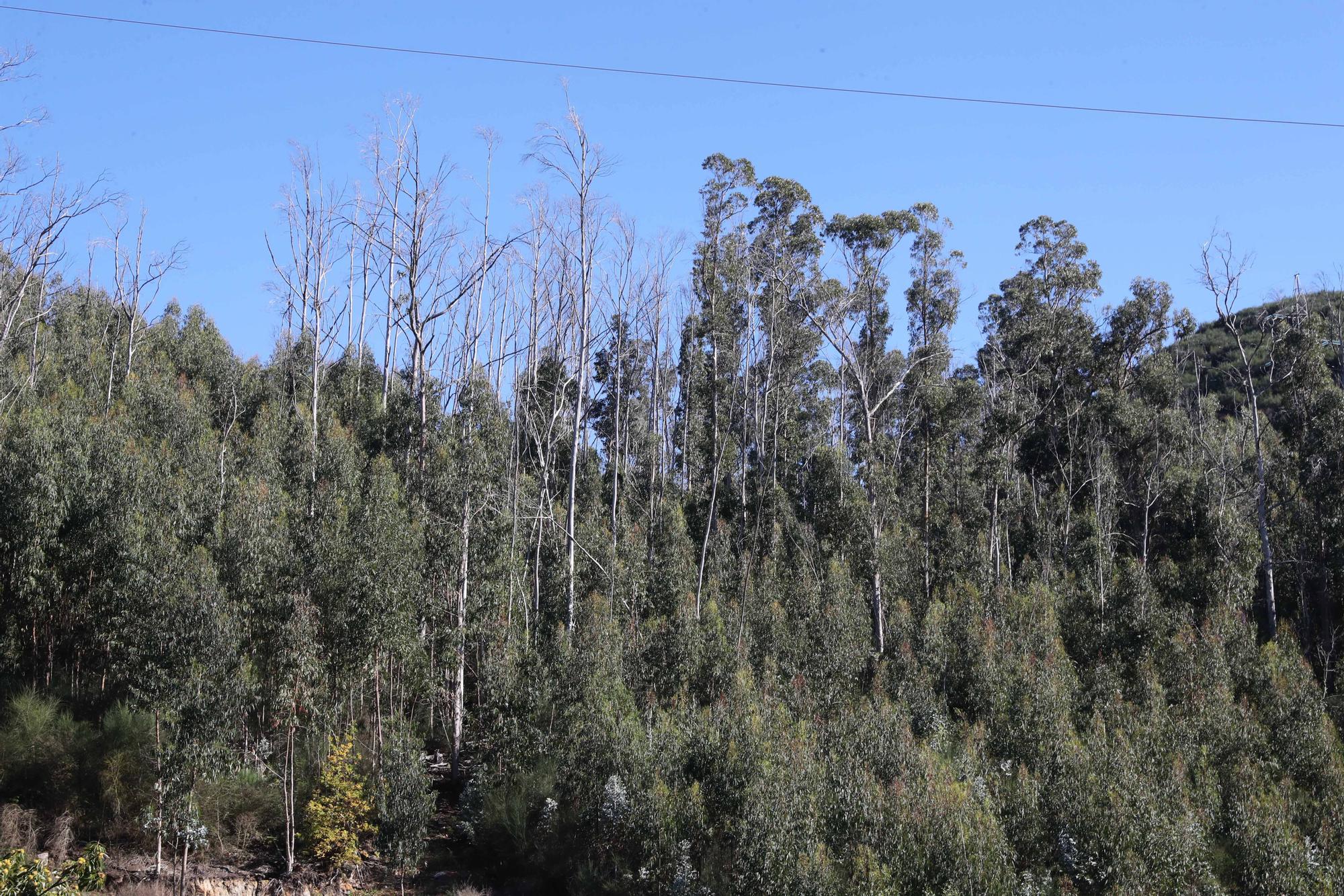 La reforestación de Chandebrito es más que una realidad cinco años después de la tragedia