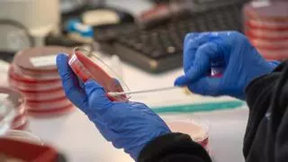 Más mutaciones de virus que alteran su comportamiento tras el covid-19