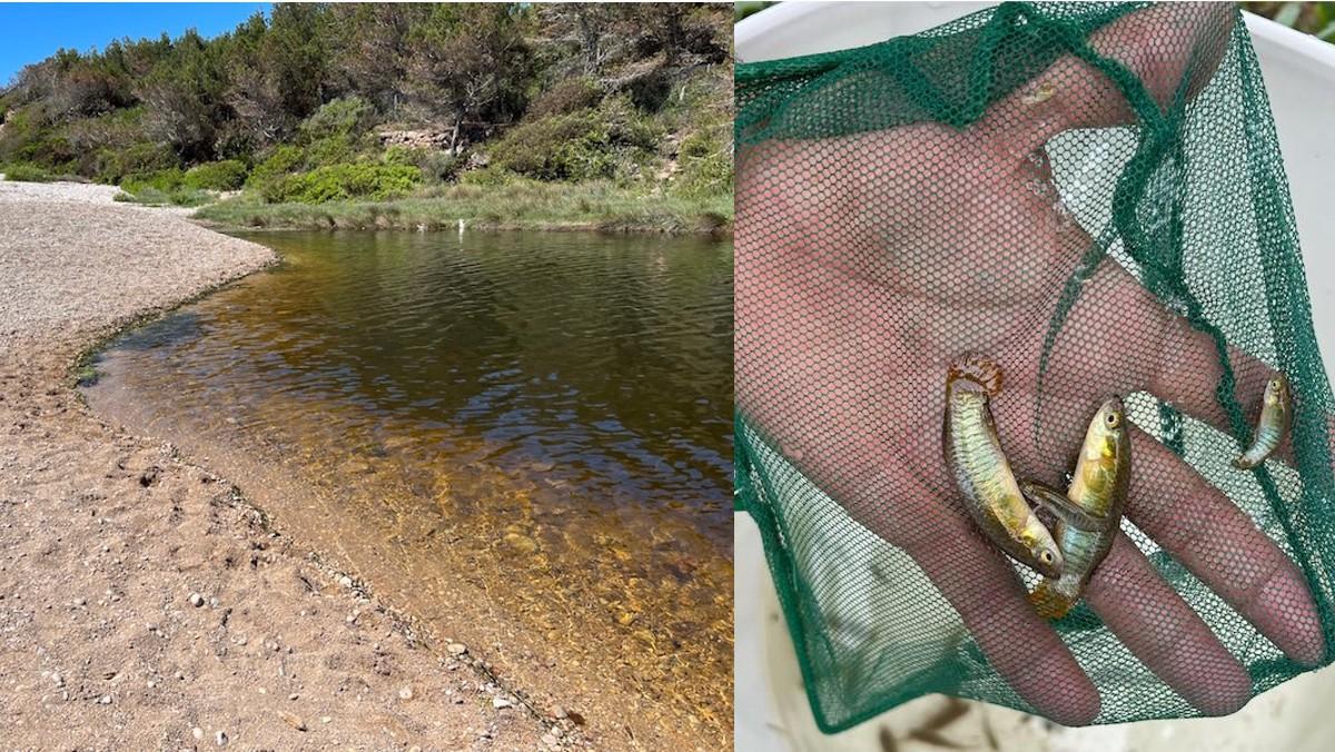 Panorámica de la Llacuna de Santes Creus y imagen de unos ejemplares de samarugo (Valencia hispanica), uno de los peces amenazados por la invasión de especies. 